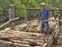 CỪ TRÀM Thành phố giá Long An